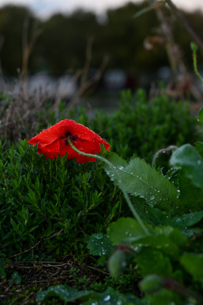 Rode klaproos in regenachtige achtergrond